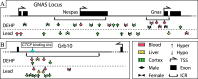 Figure 7A is an illustration depicting the differentially methylated regions detected within Gnas ICRs Nespas and Gnas for di(2-ethylhexyl) phthalate and lead exposures. Figure 7B is an illustration depicting the differentially methylated regions detected within Grb10, including the C T C F binding site for di(2-ethylhexyl) phthalate and lead exposures. The legend includes blood, liver, cortex, male, female, hyper, hypo, T S S, exon, and I C R.