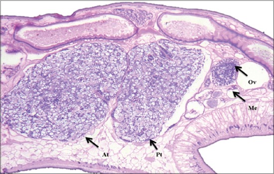 Figure-4