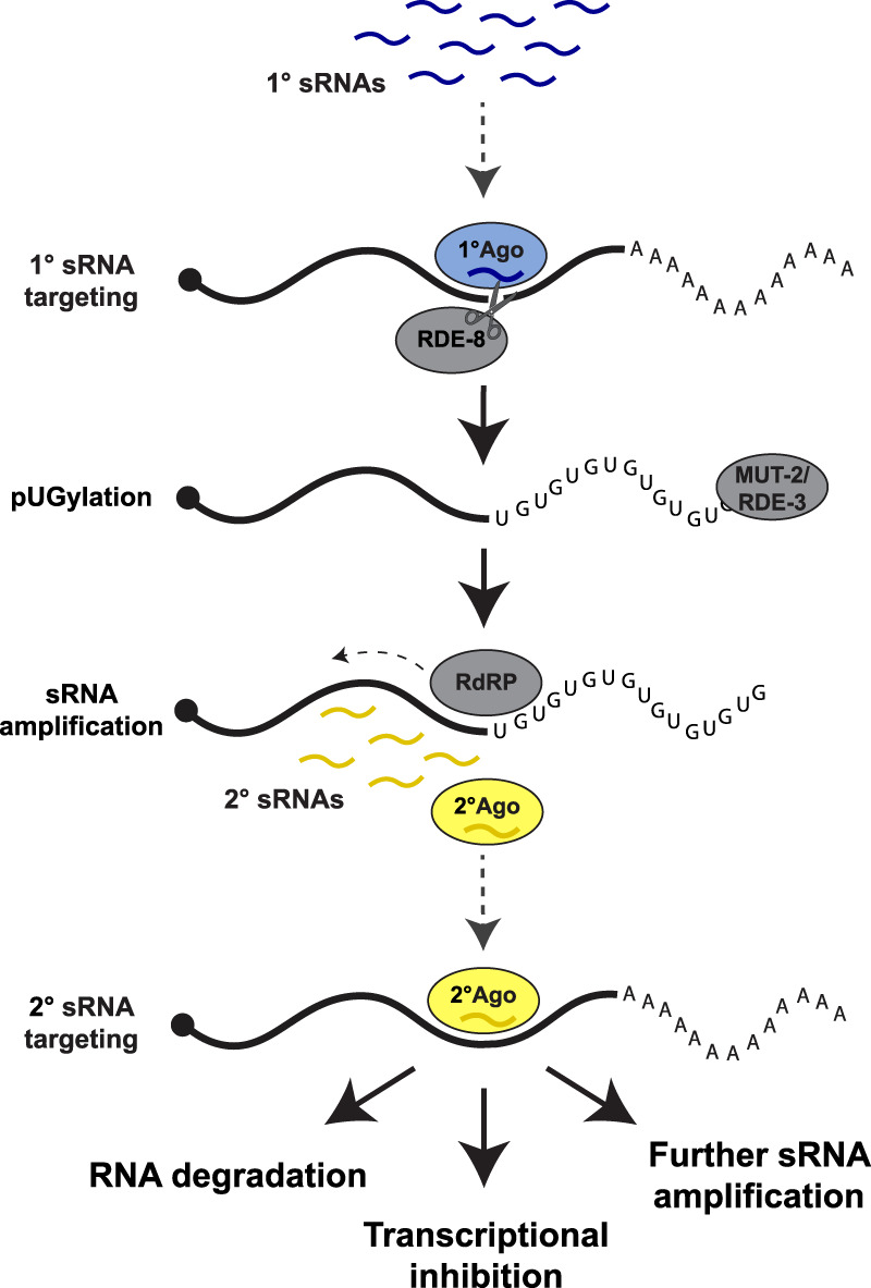 FIGURE 1.