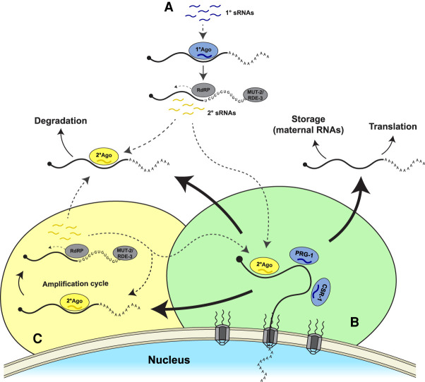 FIGURE 3.