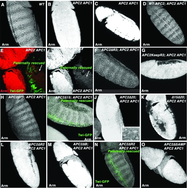 FIGURE 4: