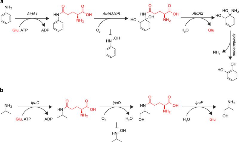 Fig. 6