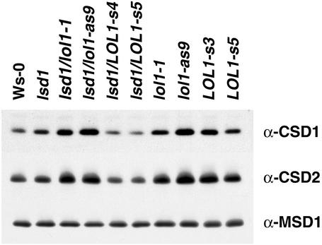 Fig. 5.