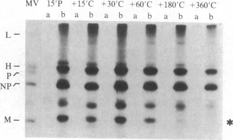 graphic file with name pnas00324-0360-a.jpg