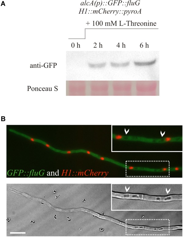 FIGURE 3