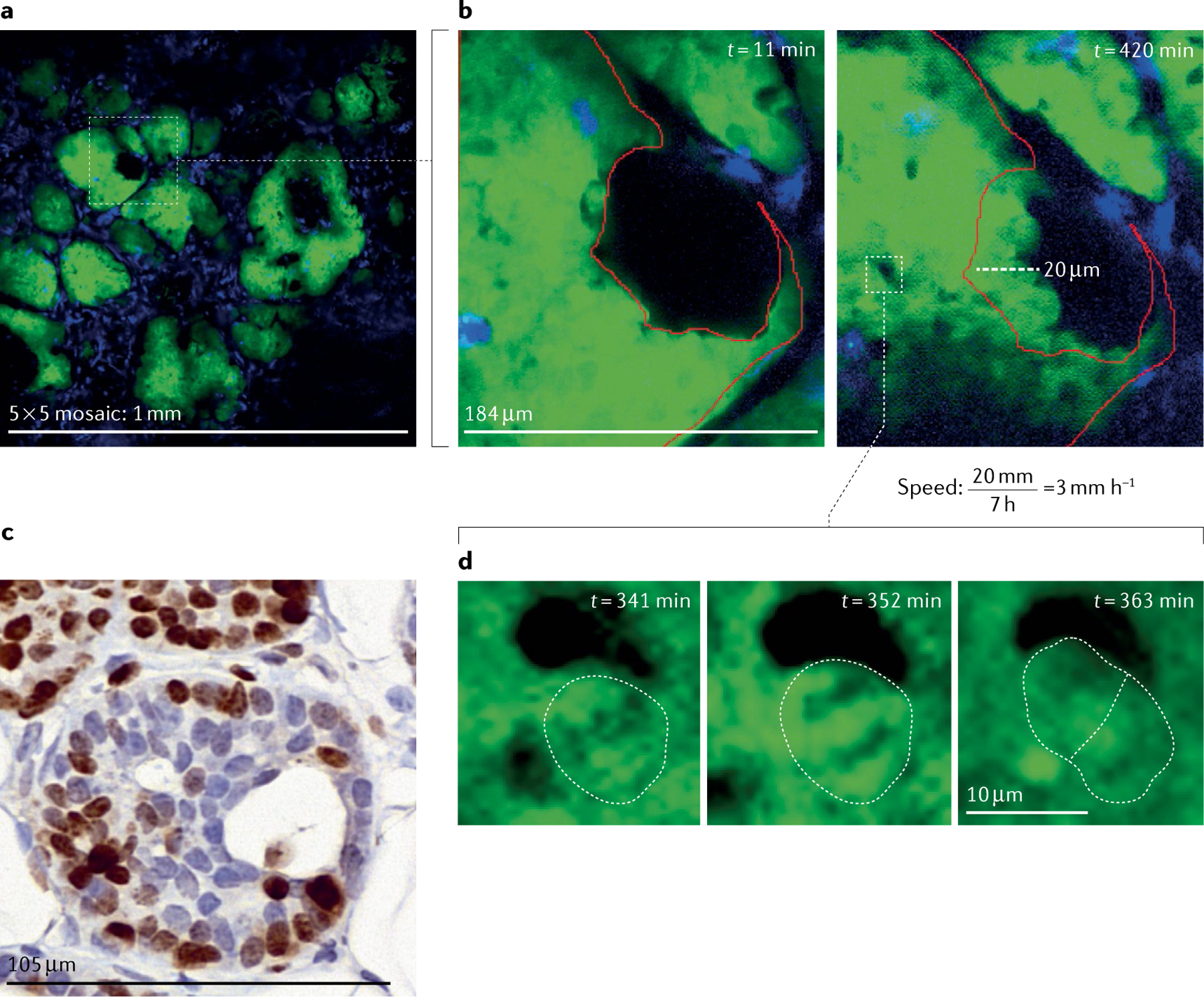 Fig. 7 |