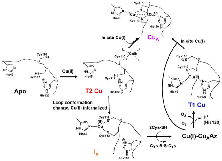 Scheme 1