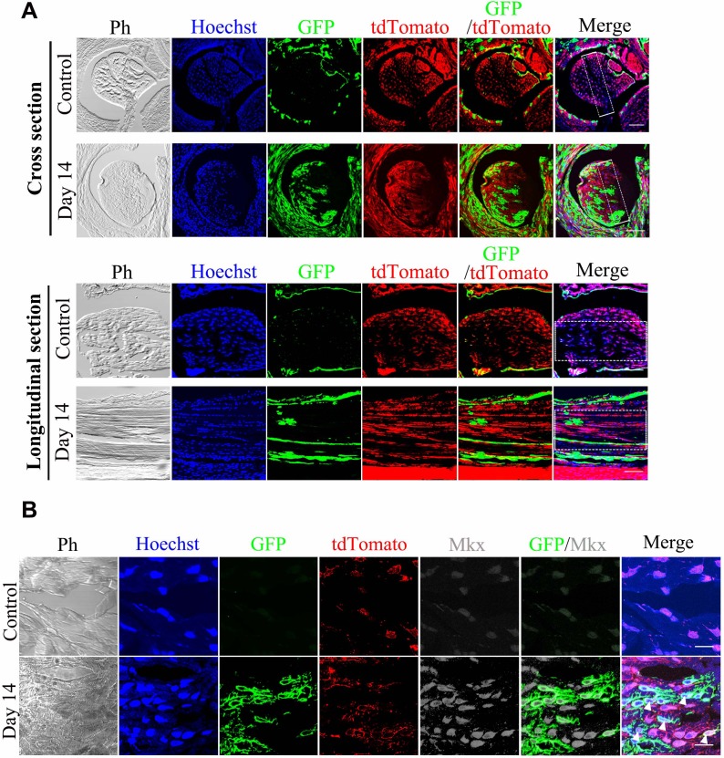 Figure 3—figure supplement 1.