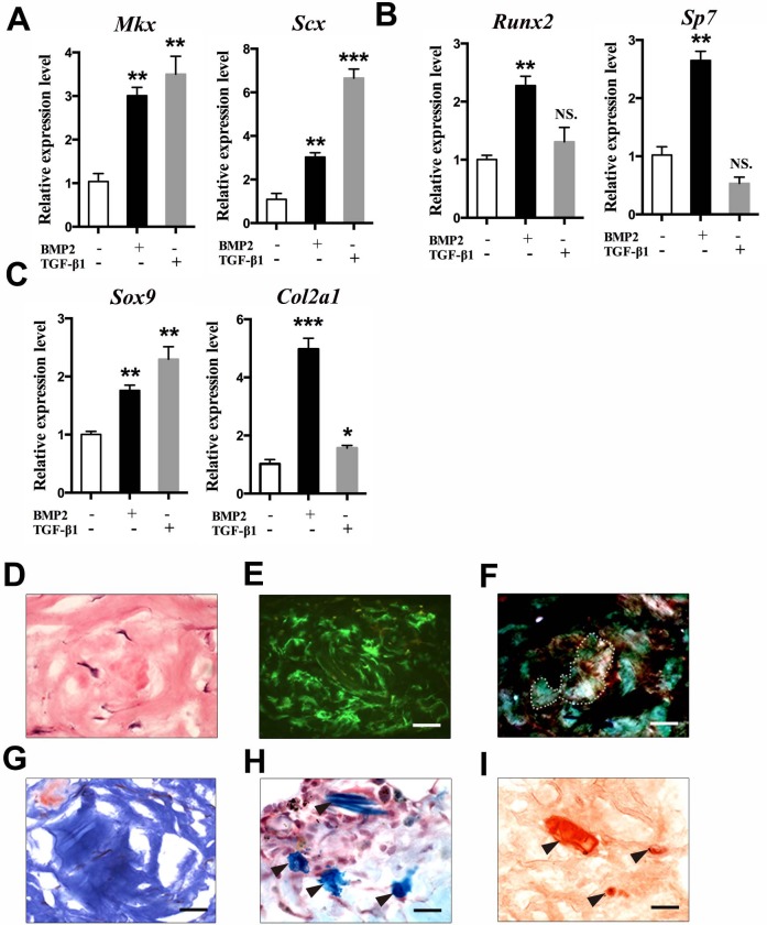 Figure 2—figure supplement 1.