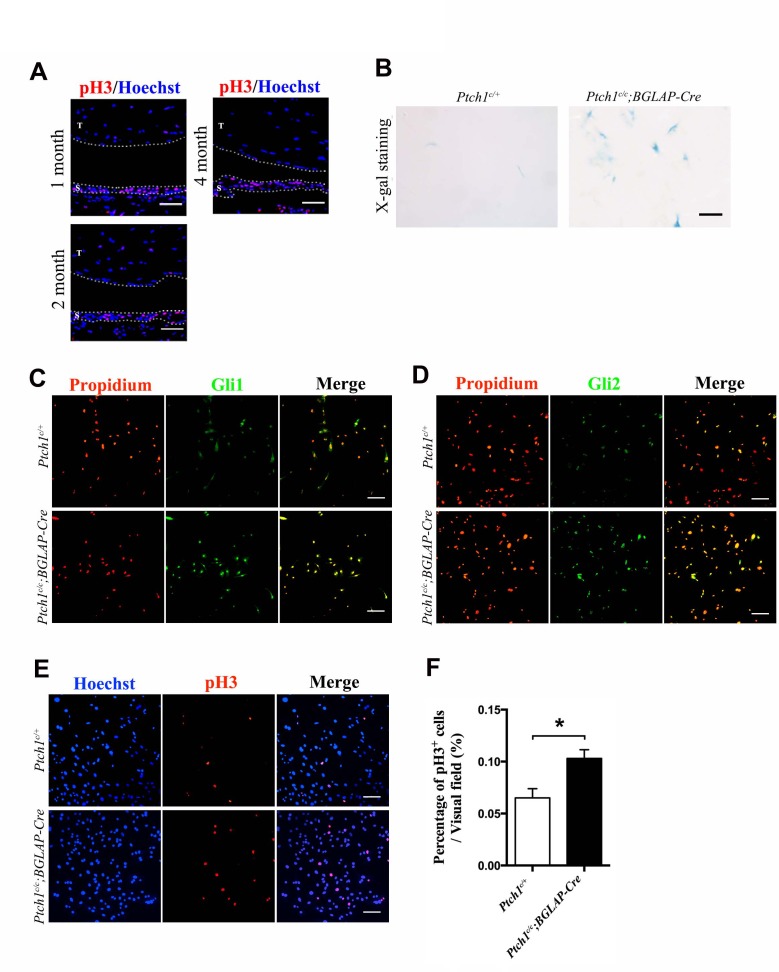 Figure 5—figure supplement 1.