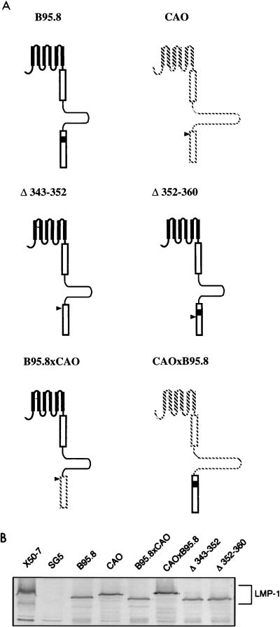 FIG. 7