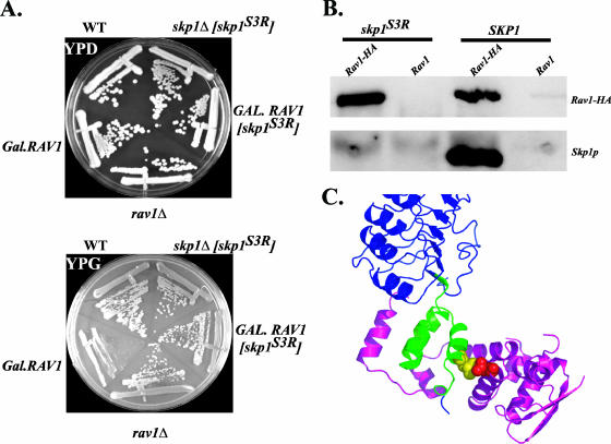 FIG. 3.