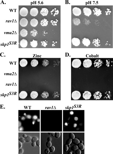 FIG. 4.