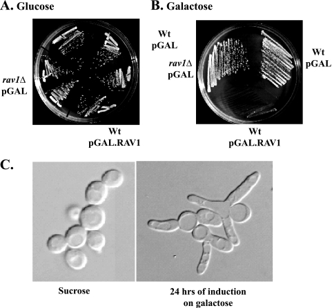 FIG. 1.