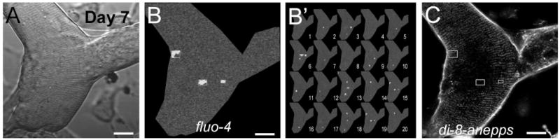 Fig. 10