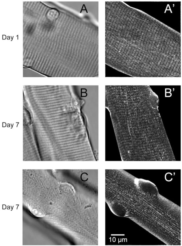 Fig. 7