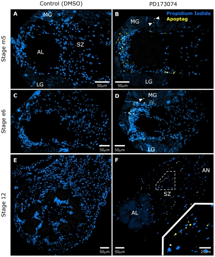 Figure 10