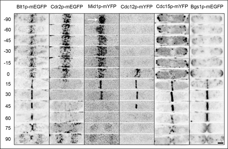 FIGURE 1: