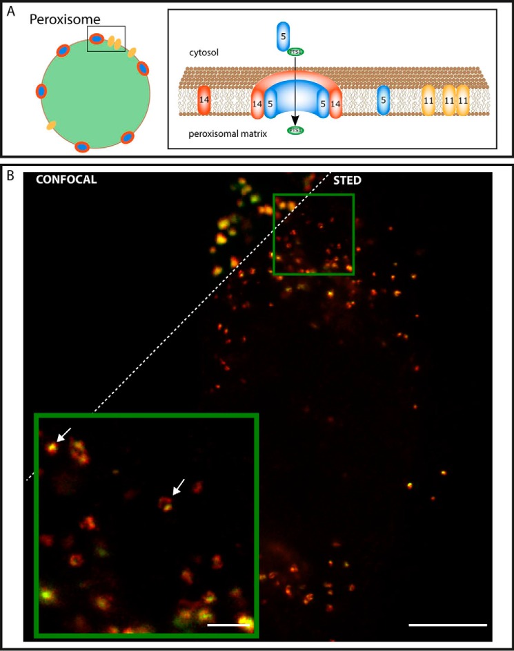 FIGURE 1.