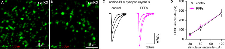 Figure 3—figure supplement 1.