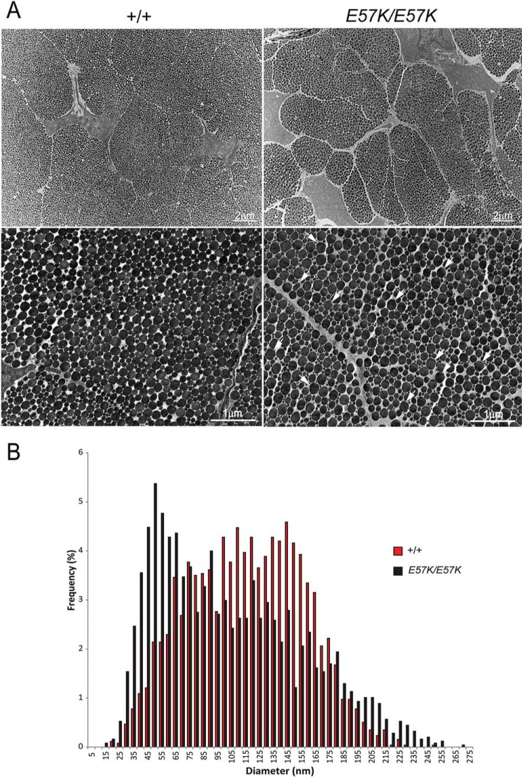 FIGURE 9.