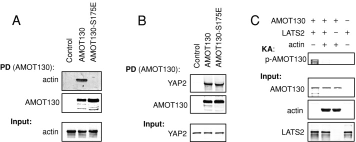 FIGURE 3: