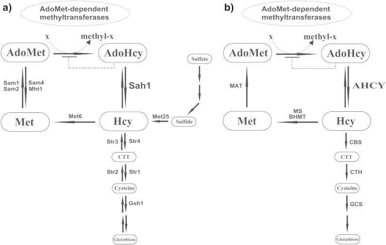 Fig. 1