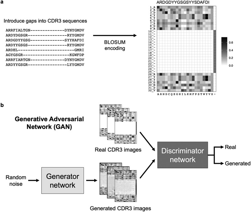 (a) A flow diagram showing the conceptual framework of how antibody sequences are converted into images for processing by the generative deep learning model. CDR3 sequences were numbered using the AHo numbering scheme, which introduced alignment gaps within the CDR3 sequences. Darker shades represent amino acids that are more likely to be substituted without a change in protein function. Only a small proportion of amino acids are indicated in dark shades in the figure. (b) A flow diagram showing the conceptual framework of the generative adversarial network (GAN) model architecture for generating synthetic CDR3 sequences.