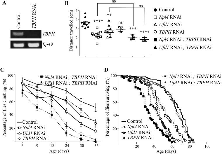 Fig. 6