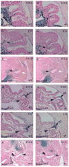 Fig. 9