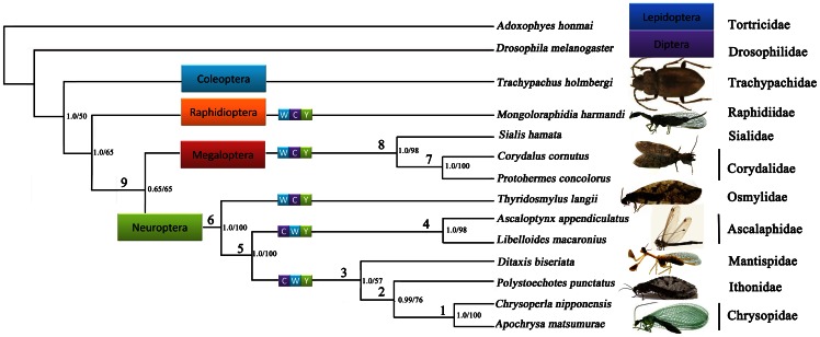 Figure 7