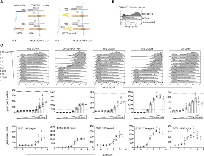 Figure 3