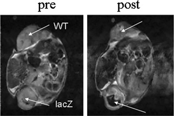 Fig. 14