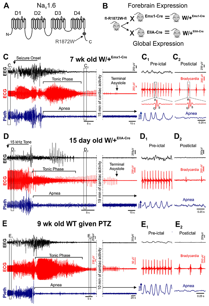 FIGURE 1: