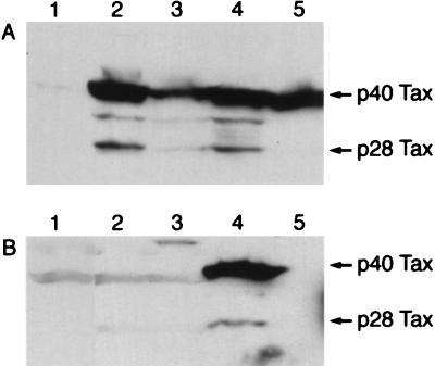 FIG. 6