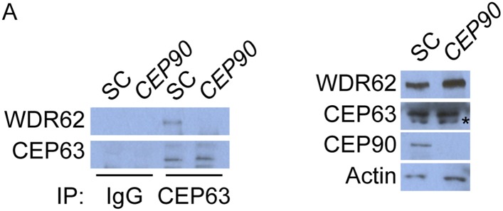 Figure 6—figure supplement 2.