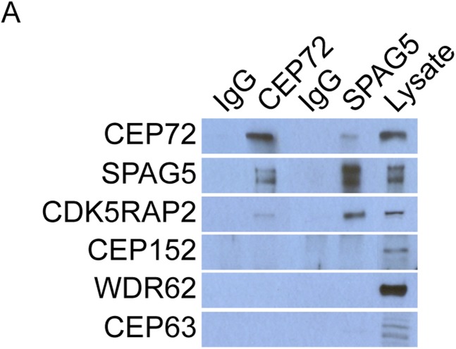 Figure 3—figure supplement 1.