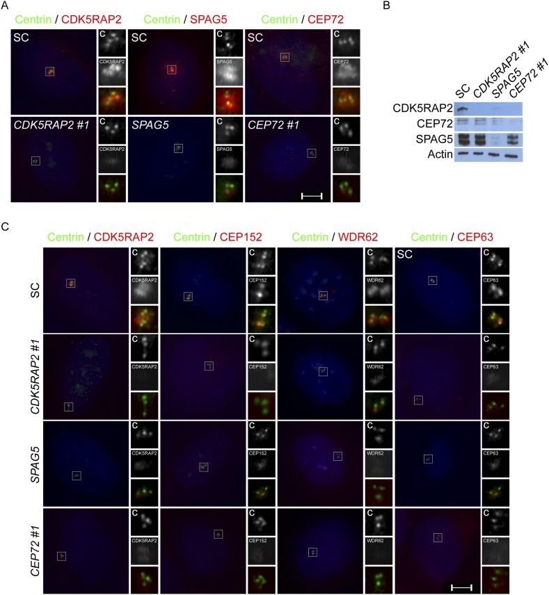 Figure 3—figure supplement 2.