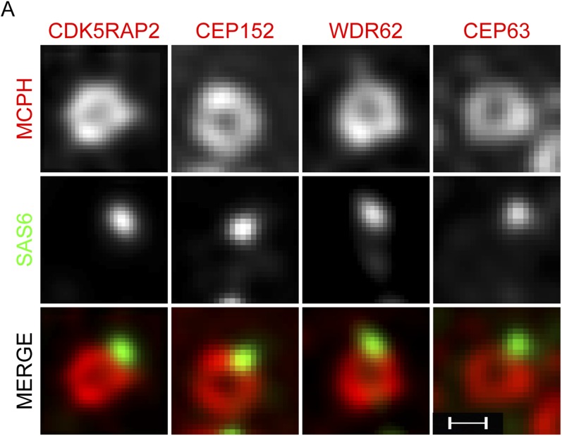 Figure 1—figure supplement 4.