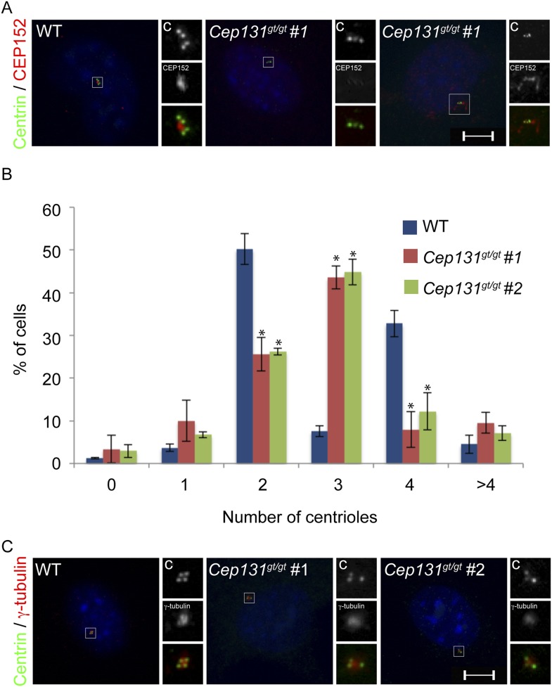 Figure 4—figure supplement 1.