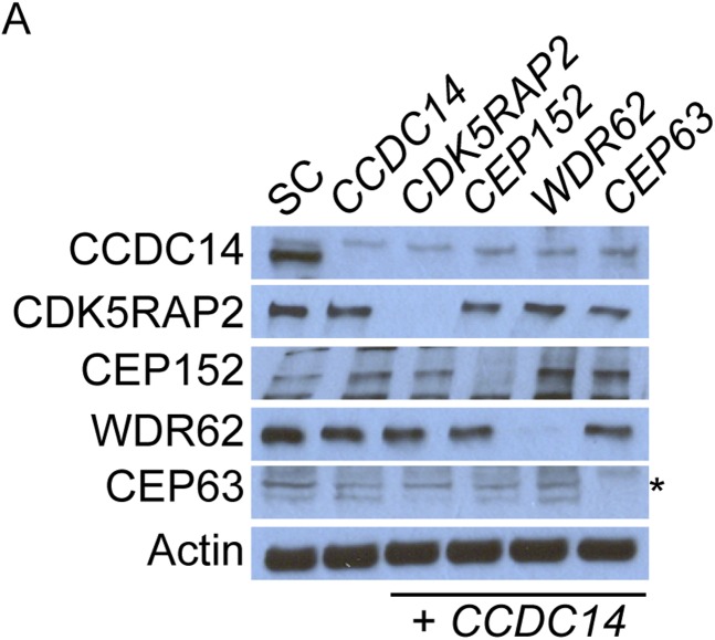 Figure 7—figure supplement 3.