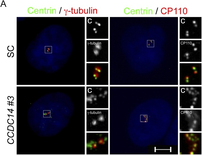 Figure 7—figure supplement 1.