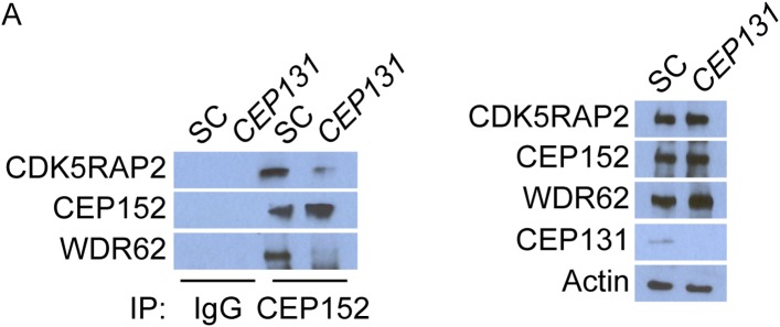 Figure 4—figure supplement 3.