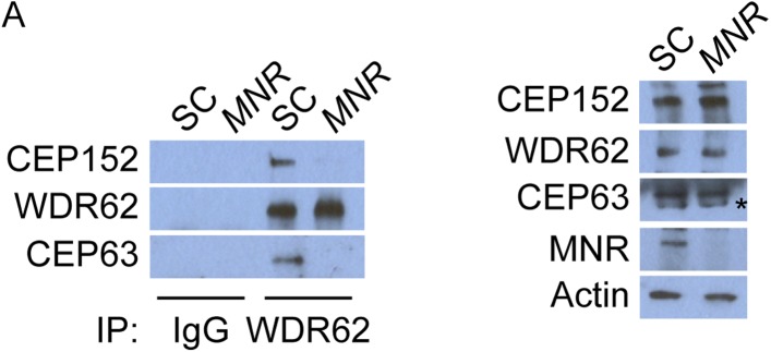 Figure 5—figure supplement 2.