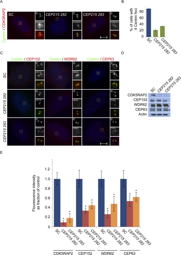 Figure 1—figure supplement 2.