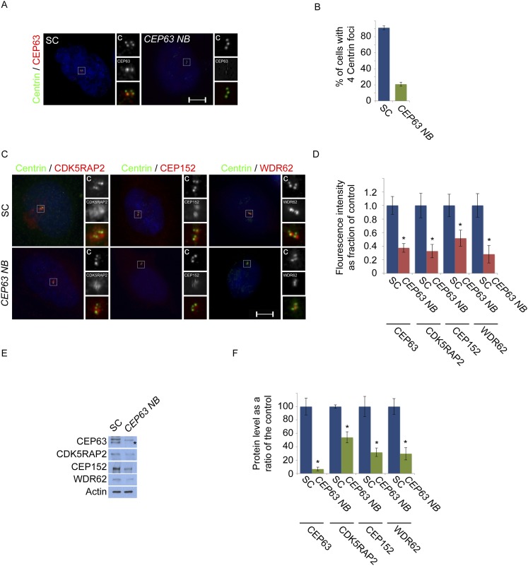 Figure 1—figure supplement 7.