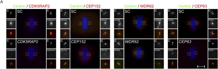 Figure 1—figure supplement 3.