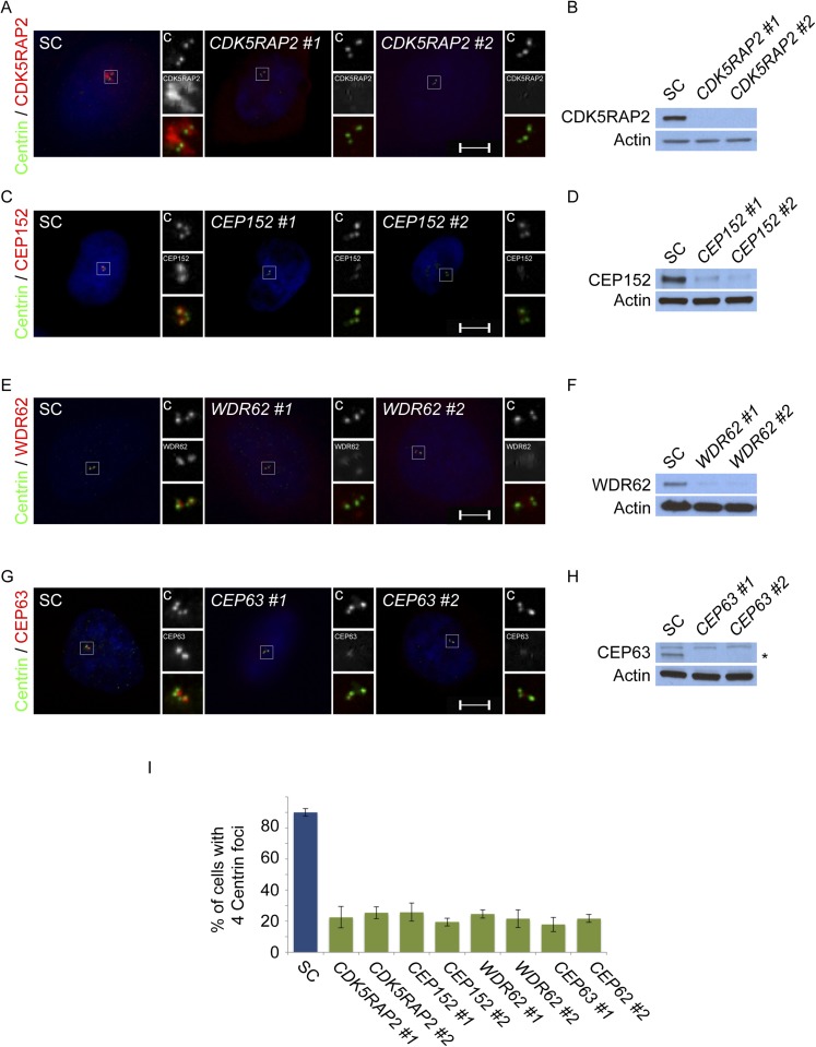 Figure 1—figure supplement 1.