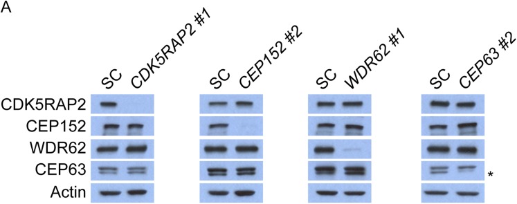 Figure 1—figure supplement 5.