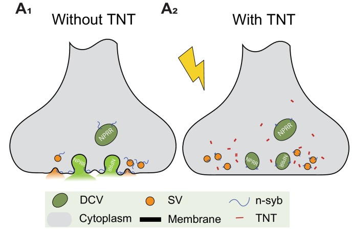 Figure 2—figure supplement 3.